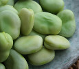 broad beans nutritional information