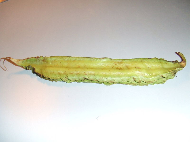 Winged Beans nutritional information