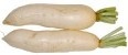 Daikon radish