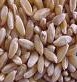 Durum Wheat nutritional information