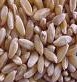 durum wheat