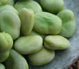 Broad Beans (aka Fava Beans)