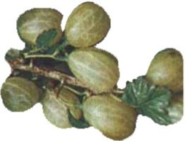 Gooseberries nutritional information