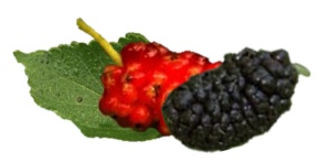 mulberries