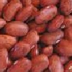 pinto beans